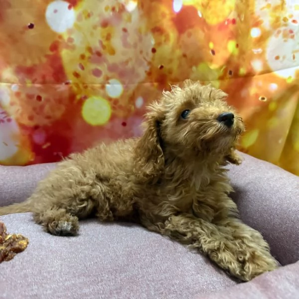 cucciola di Barboncino albicocca femmina | Foto 2