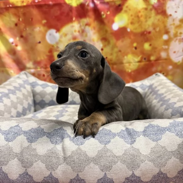 cucciolo di Bassotto blu maschio | Foto 2