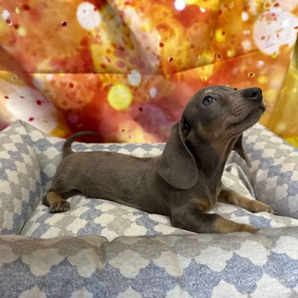 cucciolo di Bassotto blu merle maschio | Foto 0