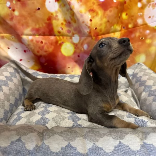 cucciolo di Bassotto blu merle maschio