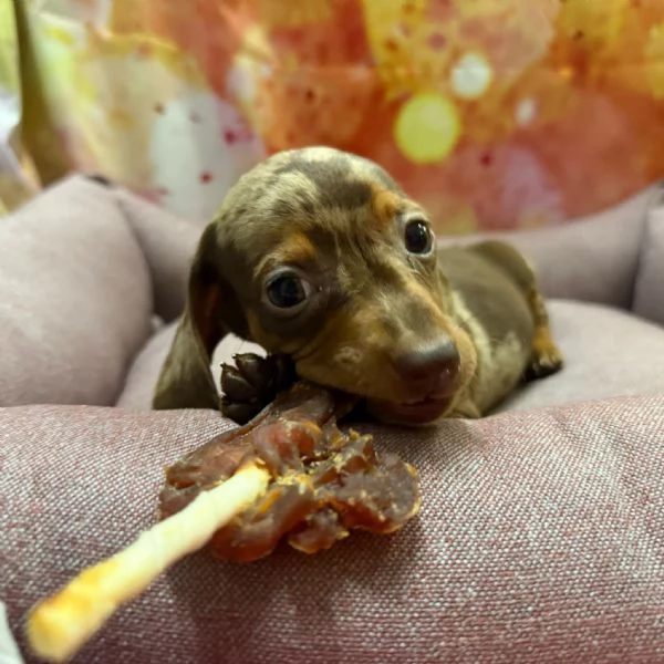 cucciola di Bassotto cioccolato merle femmina | Foto 1