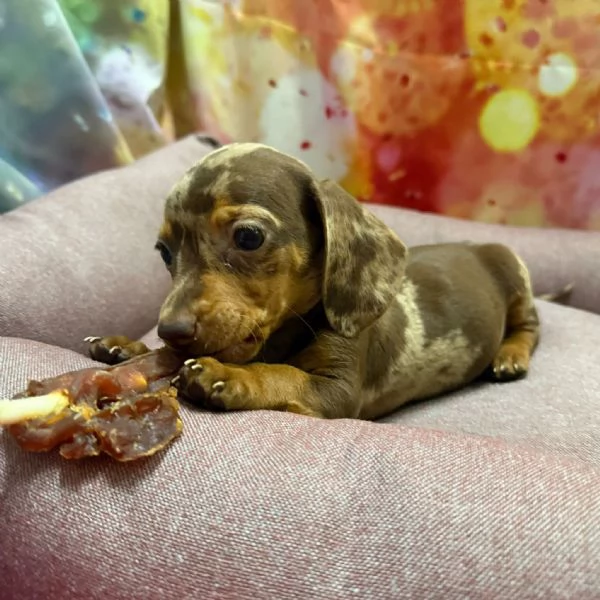 cucciola di Bassotto cioccolato merle femmina | Foto 0