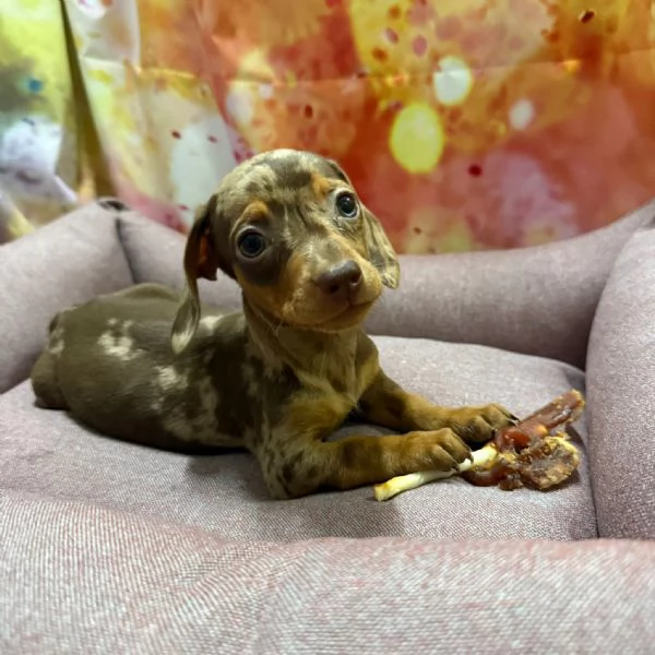 cucciola di Bassotto cioccolato merle femmina