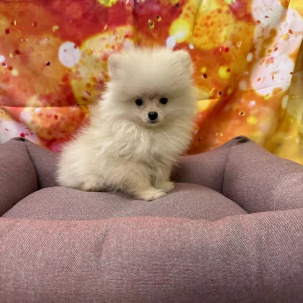 cucciola di Volpino di Pomerania bianco femmina