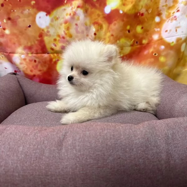 cucciola di Volpino di Pomerania bianco femmina | Foto 2