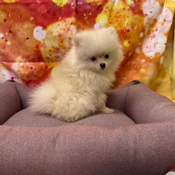 cucciola di Volpino di Pomerania bianco femmina | Foto 1