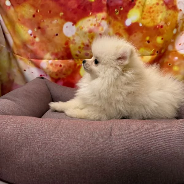 cucciola di Volpino di Pomerania bianco femmina | Foto 0