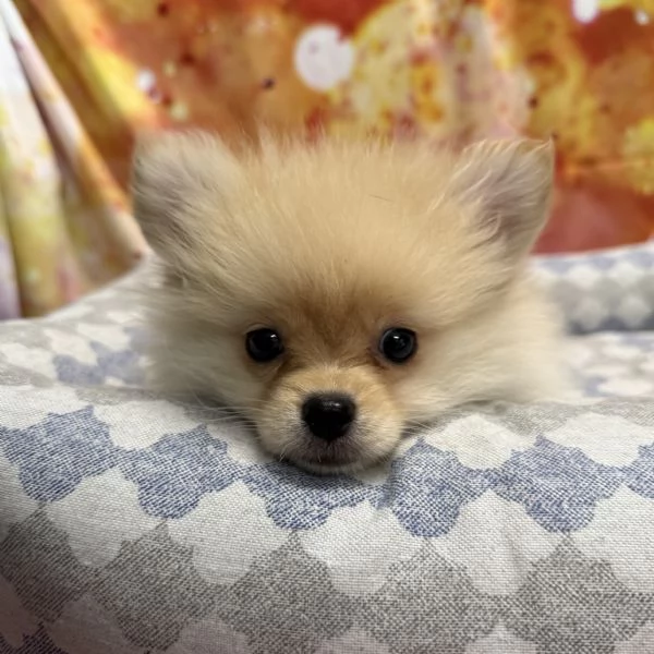cucciolo di Volpino di pomerania crema maschio