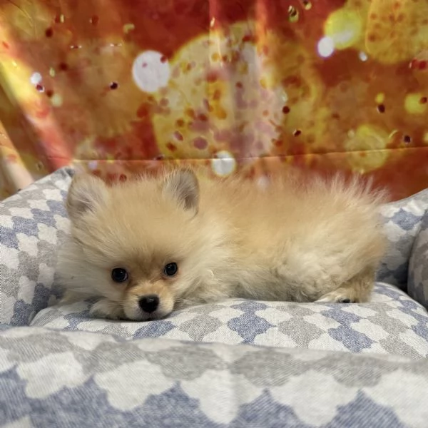 cucciolo di Volpino di pomerania crema maschio | Foto 1