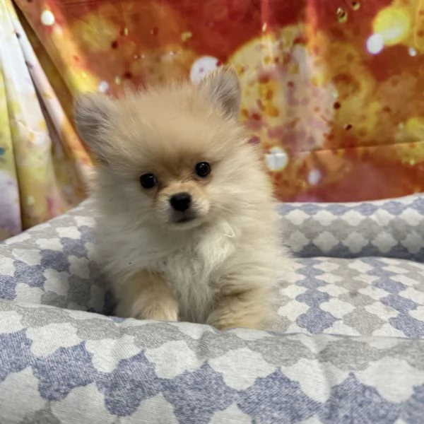 cucciolo di Volpino di pomerania crema maschio | Foto 0