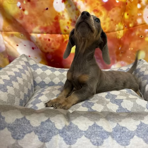 cucciolo di Bassotto blu merle maschio | Foto 1