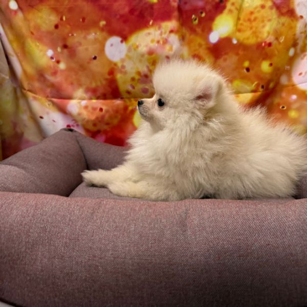 cucciola di Volpino di Pomerania bianco femmina | Foto 0