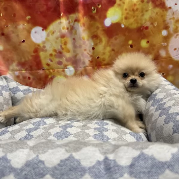 cucciolo di Volpino di pomerania crema maschio | Foto 2