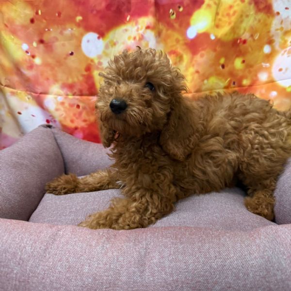  cucciola di Barboncino red femmina  | Foto 0