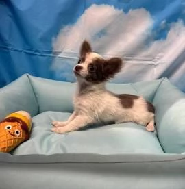 cucciolo di Chihuahua bianco e lilac pelo lungo maschio | Foto 0