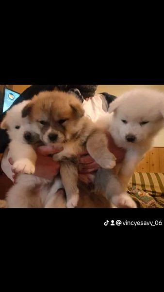 Akita inu | Foto 4