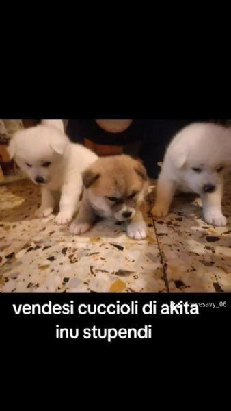 Akita inu | Foto 3