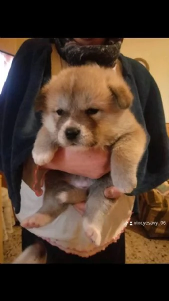 Akita inu | Foto 2