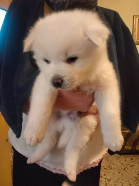 Akita inu | Foto 1