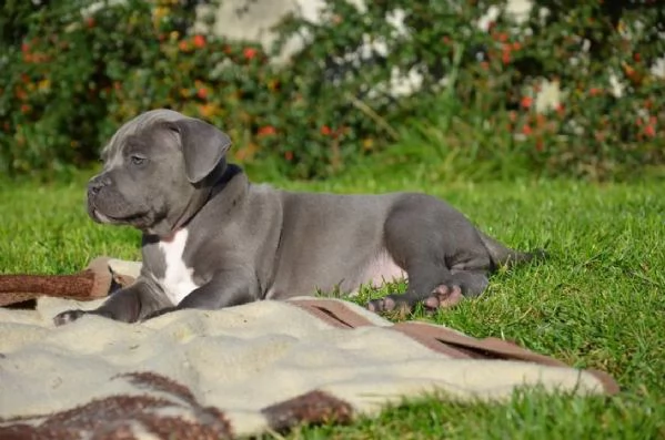 Vendita cucciolo cuccioli di pitbull blue nose | Foto 3