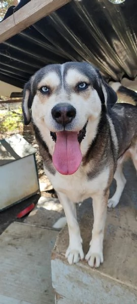 Adozione Cane Husky cerca casa