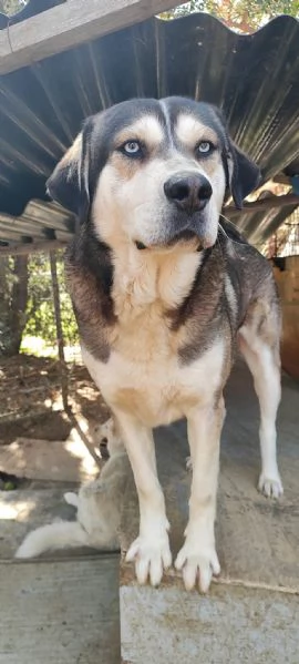 Adozione Cane Husky cerca casa | Foto 6