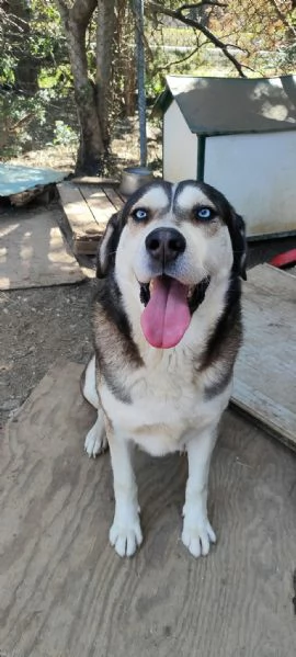 Adozione Cane Husky cerca casa | Foto 5