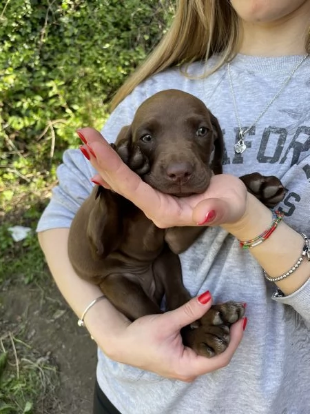 Cuccioli di bracco tedesco 