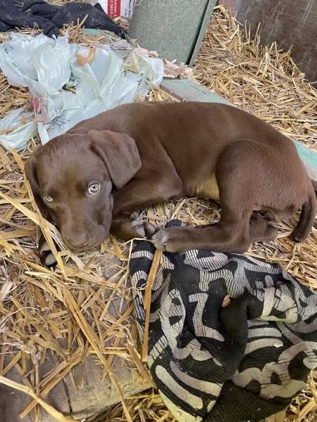 Cuccioli di bracco tedesco  | Foto 4