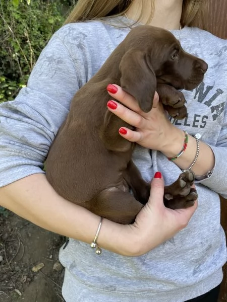 Cuccioli di bracco tedesco  | Foto 3