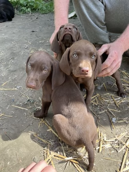 Cuccioli di bracco tedesco  | Foto 0