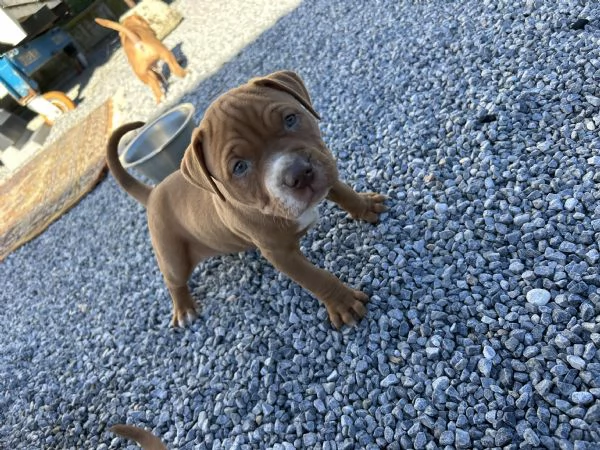 Cuccioli di pitbull