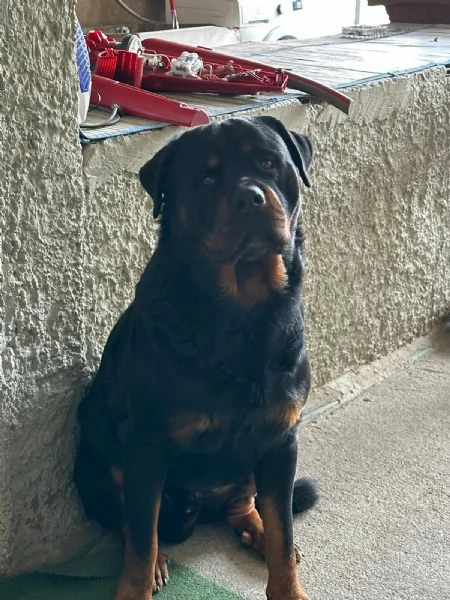 Rottweiler cerca fidanzata | Foto 0