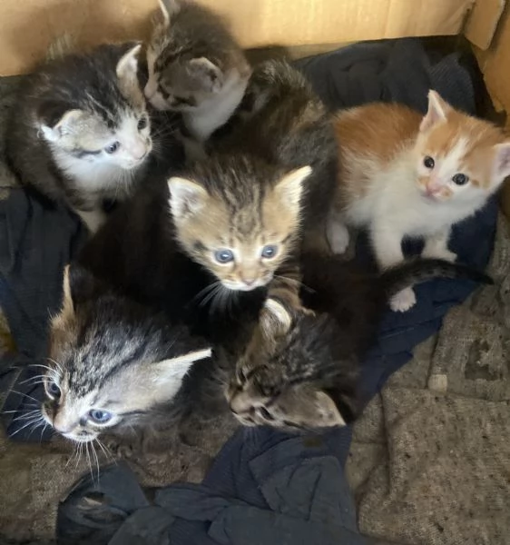 6 meravigliosi gattini cercano casa  | Foto 2
