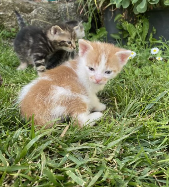 6 meravigliosi gattini cercano casa  | Foto 0