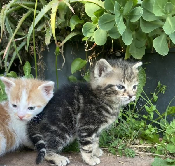 6 meravigliosi gattini cercano casa 