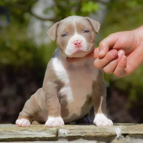  Cuccioli di Pitbull Terrier