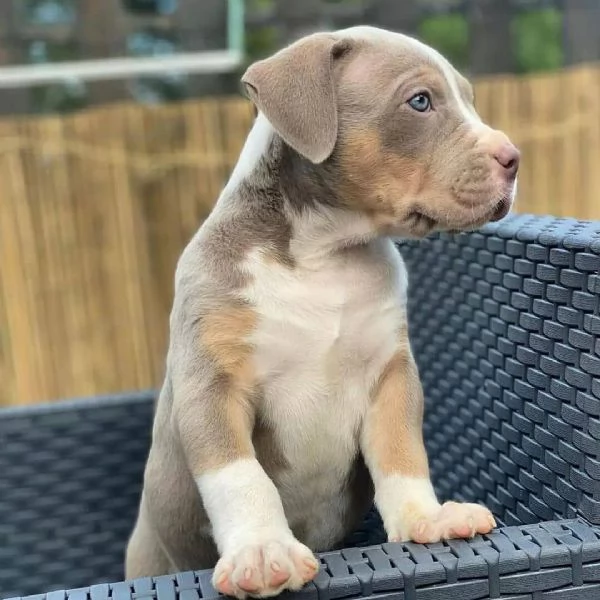  Cuccioli di Pitbull Terrier | Foto 0
