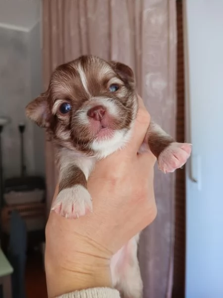 Chihuahua con Pedigree Enci 