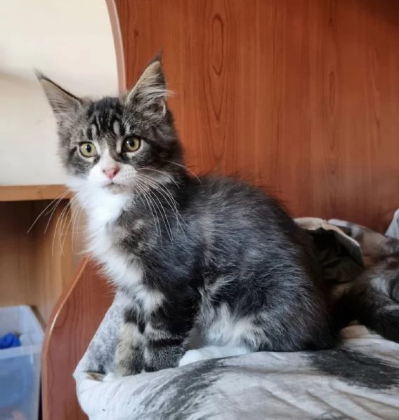 Cuccioli maine coon  | Foto 1