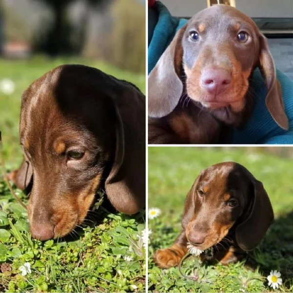 Cucciolo di bassotto nano 