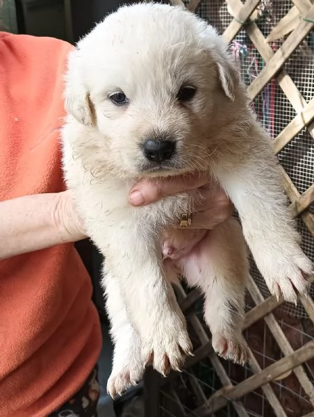 Cuccioli in regalo