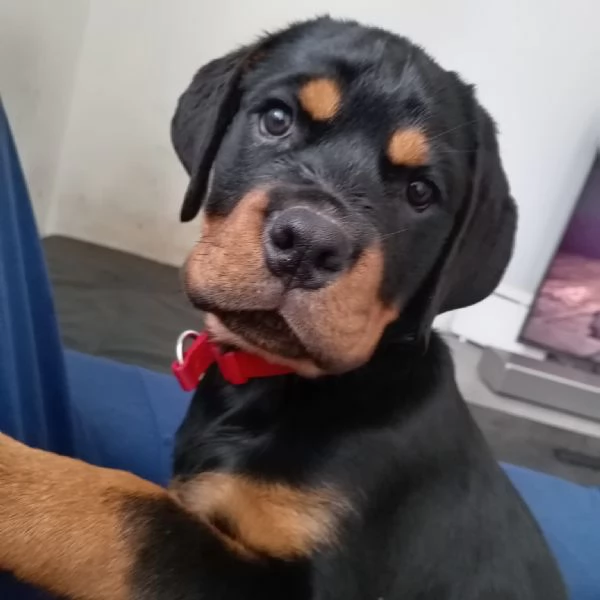 Cuccioli rottweiler  | Foto 1