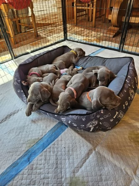 Cuccioli Weimaraner