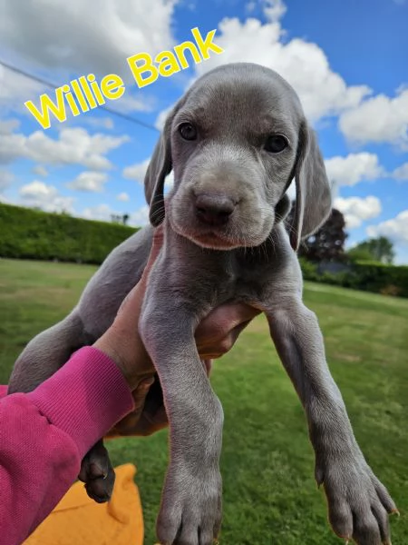 Cuccioli Weimaraner | Foto 6