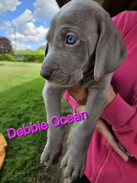 Cuccioli Weimaraner | Foto 4