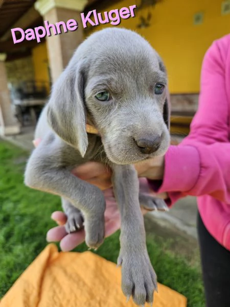 Cuccioli Weimaraner | Foto 1