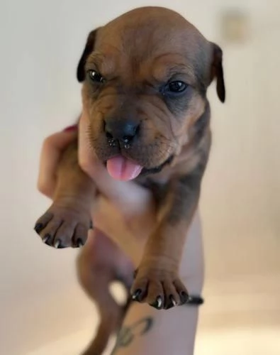 Regala cuccioli di Pitbull | Foto 2