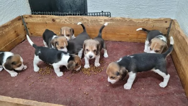 Cuccioli di beagle in regalo | Foto 1