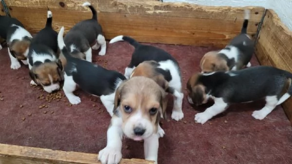 Cuccioli di beagle in regalo